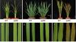 SPL50 Regulates Cell Death and Resistance to Magnaporthe Oryzae in Rice.