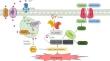 Ferroptosis: a potential target for acute lung injury.