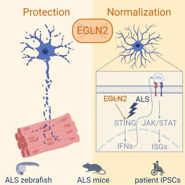 Targeting EGLN2/PHD1 protects motor neurons and normalizes the astrocytic interferon response