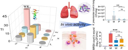 High Therapeutic Index α-Helical AMPs and Their Therapeutic Potential on Bacterial Lung and Skin Wound Infections.