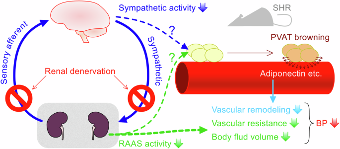 Renal denervation and perivascular adipose tissue browning.