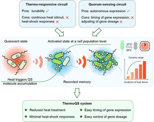 Design of Thermoresponsive Genetic Controls with Minimal Heat-Shock Response.