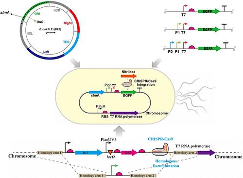 Multilevel Systematic Optimization To Achieve Efficient Integrated Expression of Escherichia coli