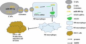 CAFs-derived Exosomal miR-889-3p Might Repress M1 Macrophage Polarization to Boost ESCC Development by Regulating STAT1.