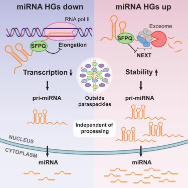 Paraspeckle-independent co-transcriptional regulation of nuclear microRNA biogenesis by SFPQ