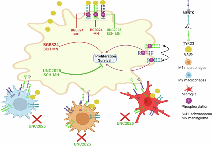 Targeting MERTK on tumour cells and macrophages: a potential intervention for sporadic and NF2-related meningioma and schwannoma tumours.