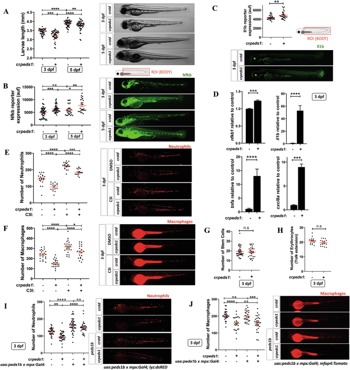 Peds1 deficiency in zebrafish results in myeloid cell apoptosis and exacerbated inflammation.