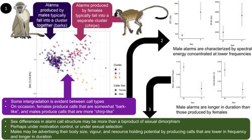 Sex differences in the acoustic structure of terrestrial alarm calls in vervet monkeys (Chlorocebus pygerythrus).