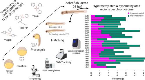 Triphenyl Phosphate Alters Methyltransferase Expression and Induces Genome-Wide Aberrant DNA Methylation in Zebrafish Larvae.