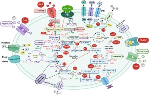 Metabolisms of Microlunatus phosphovorus NM-1 Using Glucose, Glutamate, and Aspartate as Carbon Sources for Enhanced Biological Phosphorus Removal