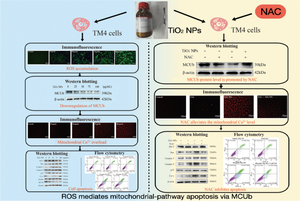 The ROS Mediates MCUb in Mitochondria-Regulated Apoptosis of TM4 Cells Induced by Titanium Dioxide Nanoparticles.