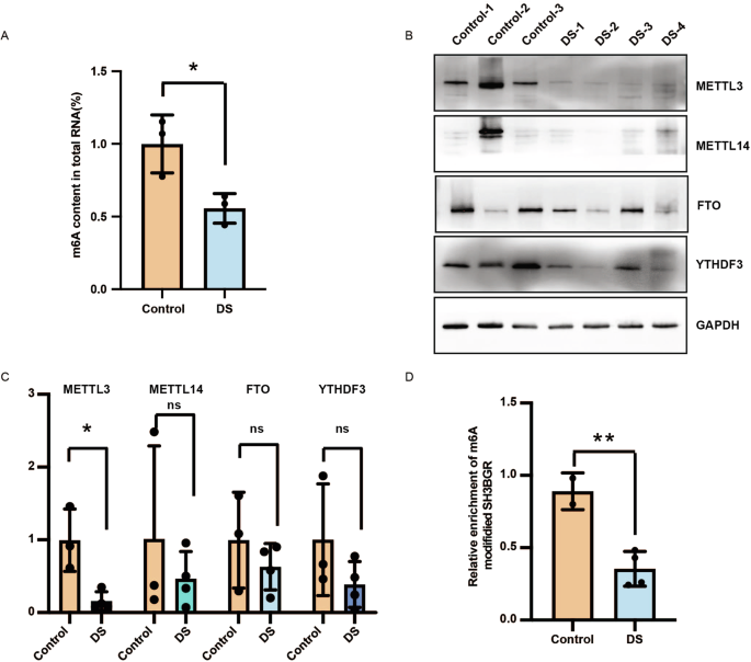 Methyltransferase METTL3 governs the modulation of SH3BGR expression through m6A methylation modification, imparting influence on apoptosis in the context of Down syndrome-associated cardiac development.