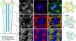 Spatial arrangement, polarity, and posttranslational modifications of the microtubule system in the Drosophila eye.