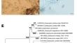 Biocontrol of Thielaviopsis paradoxa Causing Black Rot on Postharvest Snake Fruit by Volatile Organic Compounds of Trichoderma harzianum