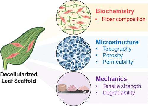 Characterization of Decellularized Plant Leaf as an Emerging Biomaterial Platform.