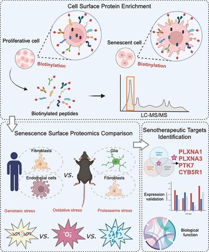 Analysis of the senescence-associated cell surfaceome reveals potential senotherapeutic targets