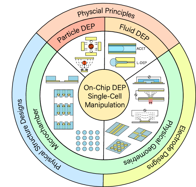 On-chip dielectrophoretic single-cell manipulation.