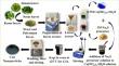 Green Synthesis of Copper Sulphide Nanoparticles Using Extracts of Syzygium cumini, Azadirachta indica, and Cascabela thevetia