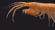 First Occurrence Record of Grandidierella halophilus (Amphipoda, Aoridae) from Indian Coast