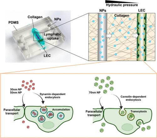 Three-Dimensional Lymphatics-on-a-Chip Reveals Distinct, Size-Dependent Nanoparticle Transport Mechanisms in Lymphatic Drug Delivery.