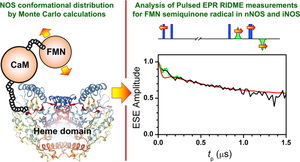 Analyzing the FMN—heme interdomain docking interactions in neuronal and inducible NOS isoforms by pulsed EPR experiments and conformational distribution modeling