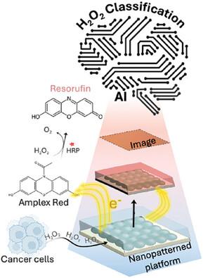 AI‐Assisted Plasmonic Enhanced Colorimetric Fluidic Device for Hydrogen Peroxide Detection from Cancer Cells