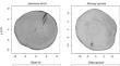 Ellipse or superellipse for tree-ring geometries? evidence from six conifer species