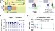 G protein selectivity profile of GPR56/ADGRG1 and its effect on downstream effectors.