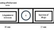 Comparison of pain modulatory effect of the LPGi estragon receptor on inflammatory pain between pro-estrus and estrus phases and OVX rats.