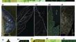 Chemotaxonomy compared to morphological and anatomical taxonomy of five Hibiscus species.