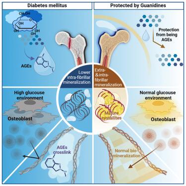 Advanced glycation end products mediate biomineralization disorder in diabetic bone disease.