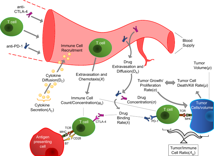 Hybridizing mechanistic modeling and deep learning for personalized survival prediction after immune checkpoint inhibitor immunotherapy.