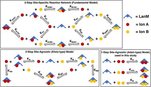 EF-Hand Battle Royale: Hetero-ion Complexation in Lanmodulin