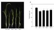 A LBD transcription factor from moso bamboo, PheLBD12, regulates plant height in transgenic rice.