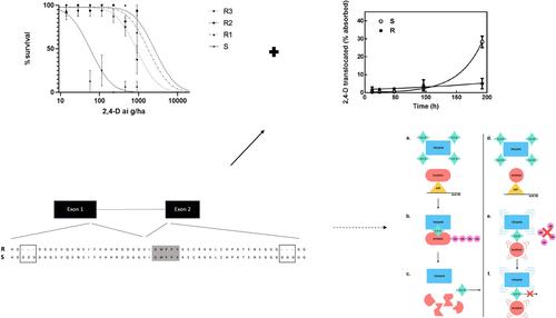 A novel mutation in SoIAA20 confers cross-resistance to 2,4-Dichlorophenoxyacetic acid and other auxinic herbicides in Sonchus oleraceus