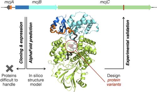 Structure Prediction and Protein Engineering Yield New Insights into Microcin J25 Precursor Recognition.
