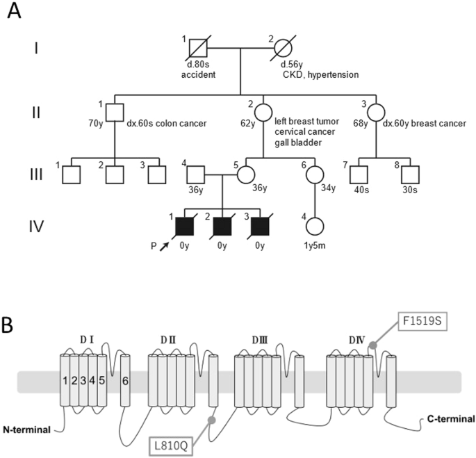 Hydrops fetalis due to loss of function of hNav1.4 channel via compound heterozygous variants.