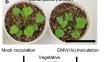 A resilient mutualistic interaction between cucumber mosaic virus and its natural host to adapt to an excess zinc environment and drought stress.