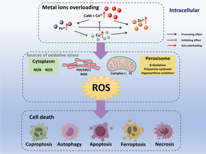 Metal ions overloading and cell death.