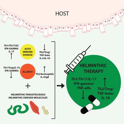 Health‐promoting worms? Prospects and pitfalls of helminth therapy