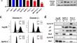 Leucine drives LAT1-related SNAIL upregulation in glucose-starved pancreatic cancer cells.