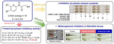 Exploring 2-mercapto-N-arylacetamide analogs as promising anti-melanogenic agents: in vitro and in vivo evaluation†