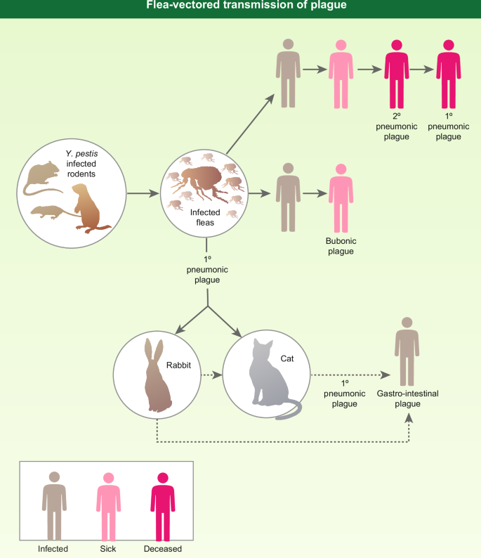 Progress on the research and development of plague vaccines with a call to action.