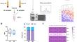 Characterization and proteomic analysis of plasma-derived small extracellular vesicles in locally advanced rectal cancer patients.