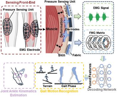 A Dual‐Mode, Scalable, Machine‐Learning‐Enhanced Wearable Sensing System for Synergetic Muscular Activity Monitoring