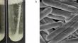 Gallic acid as biofilm inhibitor can improve transformation efficiency of Ruminiclostridium papyrosolvens.