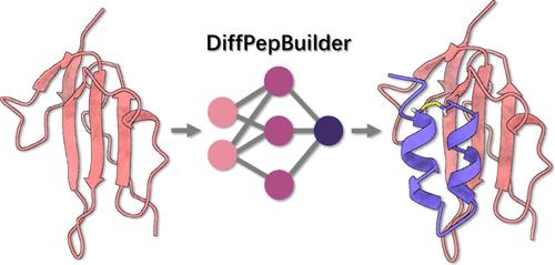 Target-Specific De Novo Peptide Binder Design with DiffPepBuilder