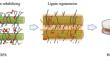 Green and sustainable fabrication of DES-pretreated high-strength densified wood