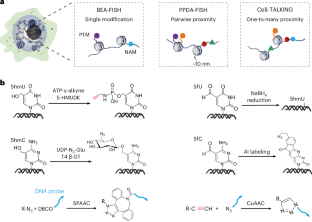 Visualizing epigenetic modifications and their spatial proximities in single cells using three DNA-encoded amplifying FISH imaging strategies: BEA-FISH, PPDA-FISH and Cell-TALKING.