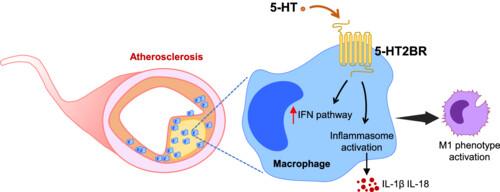 Deficiency of 5-HT<sub>2B</sub> receptors alleviates atherosclerosis by regulating macrophage phenotype through inhibiting interferon signalling.